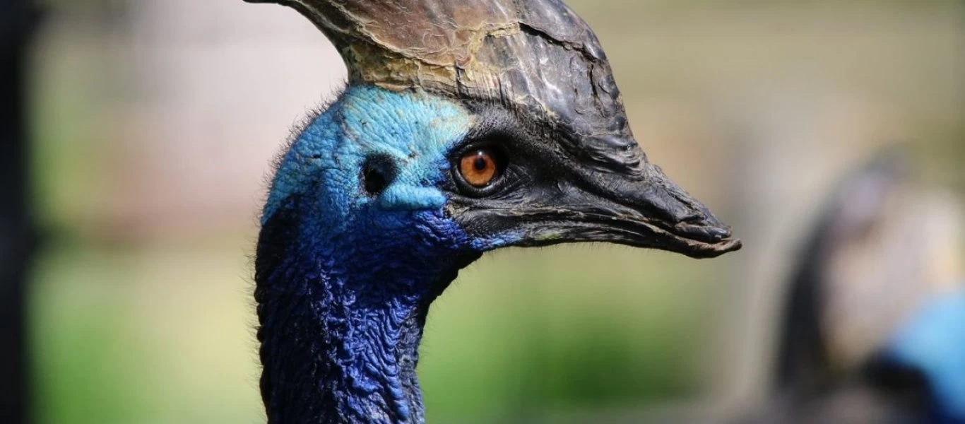 Επιστήμονες ανακάλυψαν τεράστια προϊστορικά πουλιά στην Κριμαία - Είναι τρεις φορές πιο μεγάλα από τη στρουθοκάμηλο